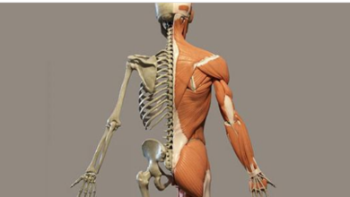 علم التشريح